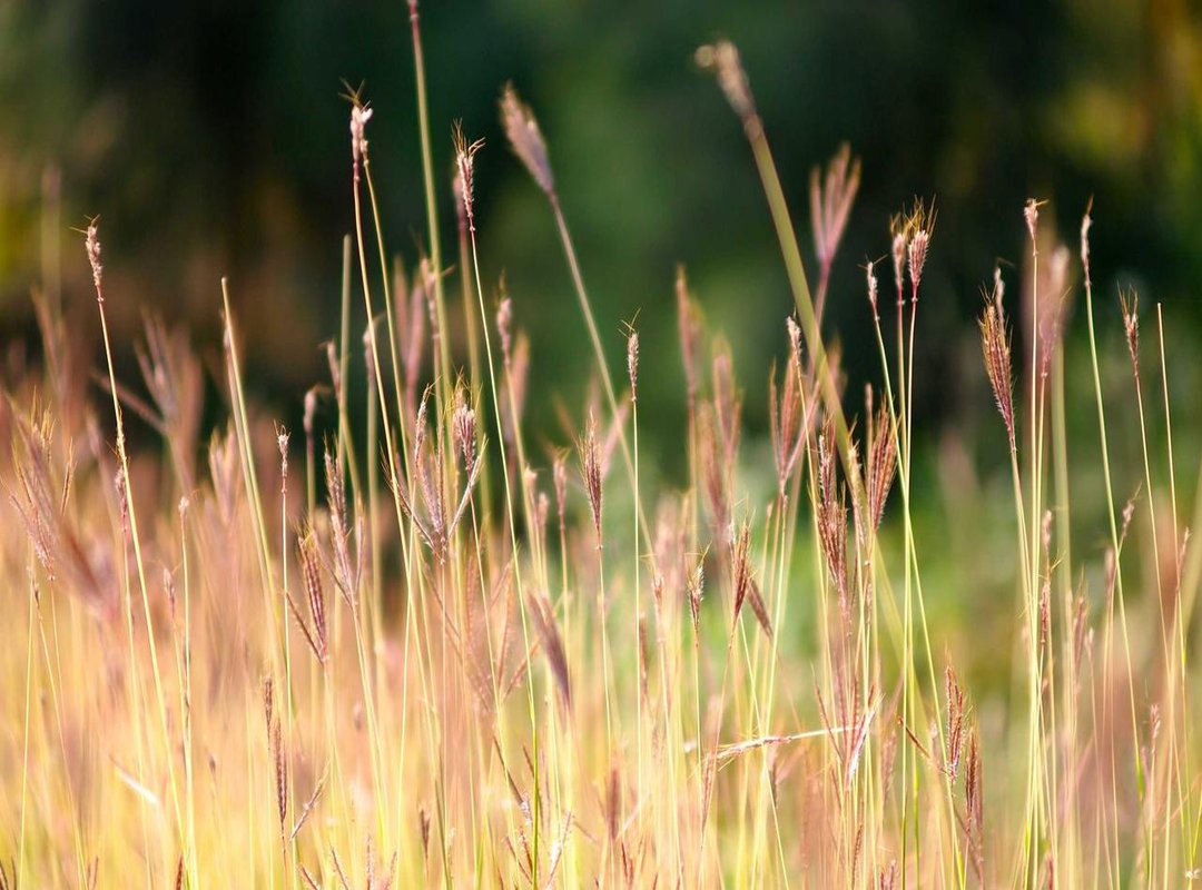 Tomorrow's Forecast: Leo, Virgo, Libra, and Scorpio